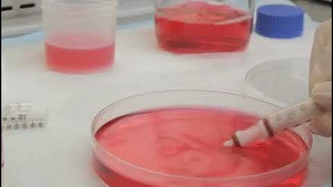 Utilization of fibrin hydrogel for the encapsulation of cardiomyocytes in cardiac tissue engineering