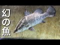 幻の魚&quot;アカメ&quot;を引き取る事になりました