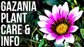 Gazania Info And Care | How To Take Care Of Gazania African Daisy Plant Resimi
