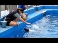 Seaworld Commerson&#39;s Dolphins Back Stage