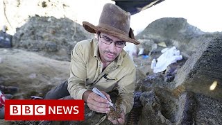 Dinosaur fossil from asteroid strike that caused extinction found, scientists claim  BBC News