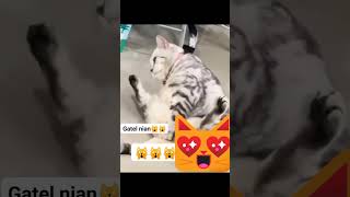 si one kembali berulah... #facebook #instagram #public #renungan #tiktok #viral #viralvideo