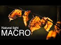 Macro Photography: Using Natural Light