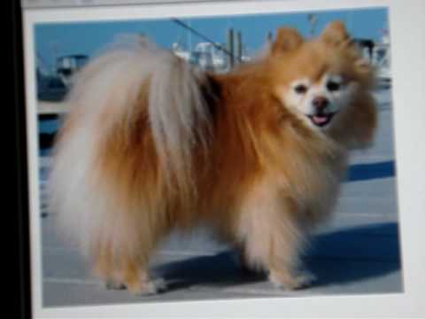 Pomerianan deemed VICIOUS by Judge!!