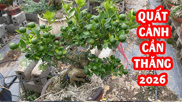 Quất Cảnh Cần Thăng Sự Kết Hợp Độc Lạ