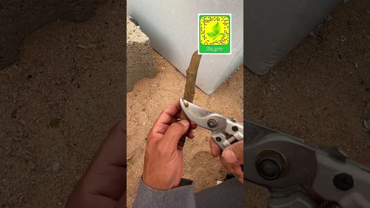 اعادة تعقيل عقل التين التي لم تجذر في البرلايت