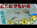 誰もが知ってるあの魚を釣って食う！