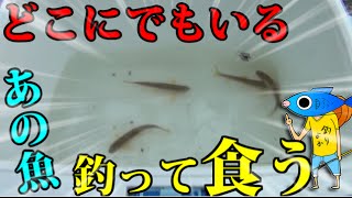 誰もが知ってるあの魚を釣って食う！