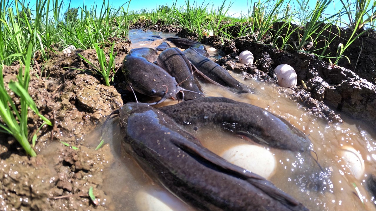 Wow Top Video Skills Fishing - catch a lot of fish & pick eggs in rice field near road by best hand