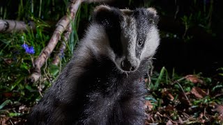 Tracking and Observing Badgers