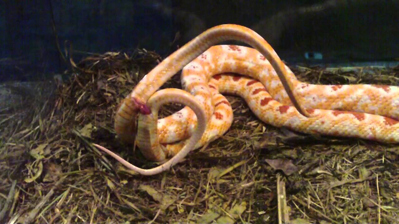 Corn Snake (Organism Classification) .