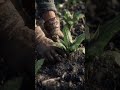 kele ka kheti🍌 #shortvideo