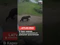 В Карки медведь пытался полакомиться домашней крольчатиной