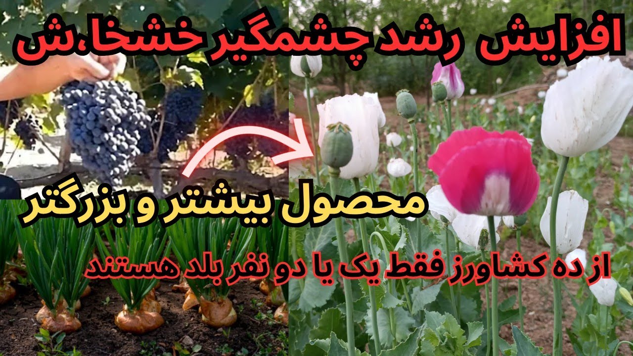 با این روش هم سرعت رشد و هم کیفیت و اندازه محصولات کشاورزی شما چند برابر میشود/