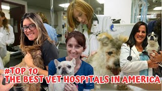 Cat Hospital - What is The Best Animal Hospital in The U.S? by Doweelant 142 views 11 months ago 6 minutes, 9 seconds