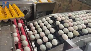 30,000 Eggs/Hour Egg Crack Detection, Grading & Automatic Tray Packing System