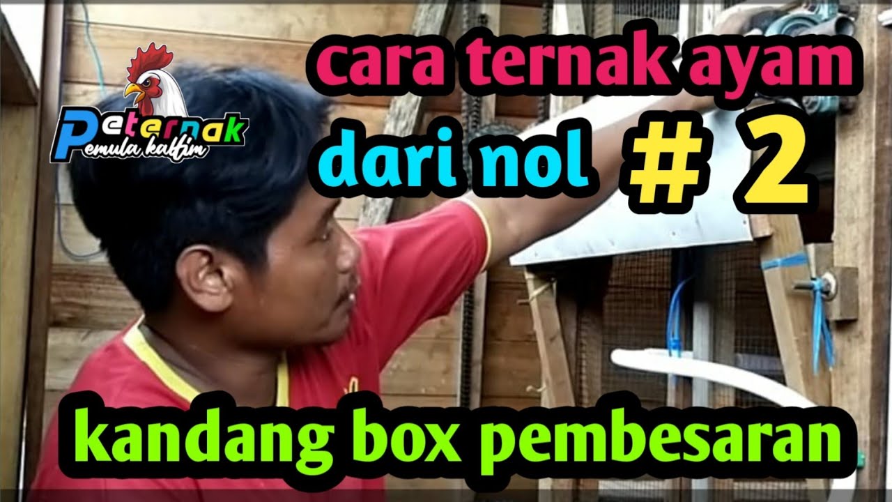 Cara ternak ayam dari nol #2 