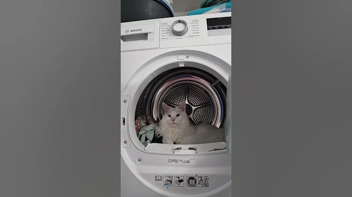 Video 11455871: mainecoon cat pets cute