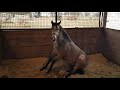 Visita a Silver Spurs Equine Oklahoma - Potros de Destete