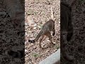 #cat #music #youtubeshorts #nature #cute #funnycats #kitten #ytshorts #lovepets