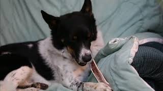 A Day in the Life of Salty Dog