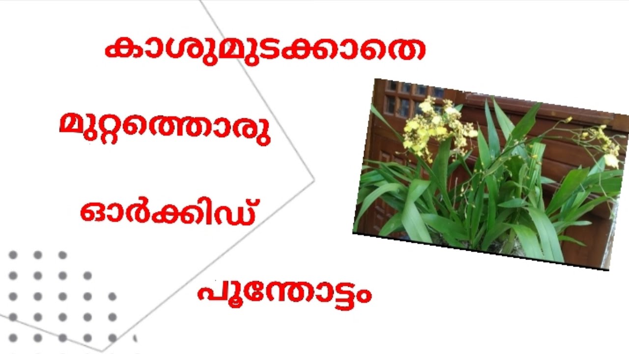 ഓര്‍ക്കിഡ് പ്രേമികള്‍ ഇതു കാണാതെ പോകരുത് ! |Gardening Malayalam |Orchid