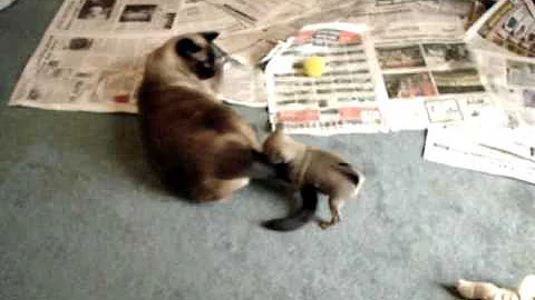 Video 11768031: siamese cat playing, cat playing toys