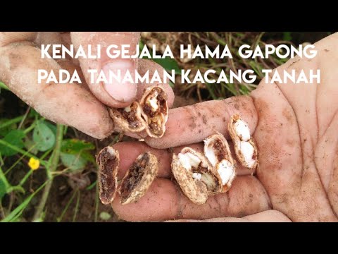 Video: Gejala Hama Pohon Kacang - Cara Mengendalikan Hama Umum Pohon Kacang