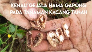 Kenali gejala hama gapong pada tanaman kacang tanah