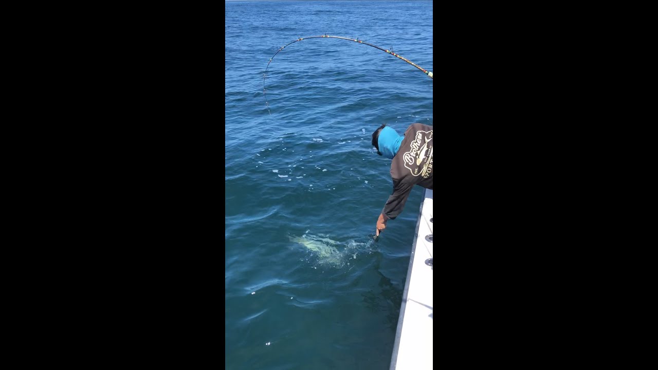 GAFF SHOT CLIPS 2019 Recap San Diego Fishing Charters, Brothers Sport