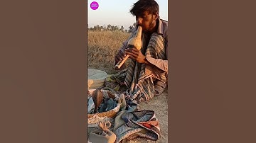 Thumbnail of black king cobra mast in been sound #snake #kingcobrasnake #cobras