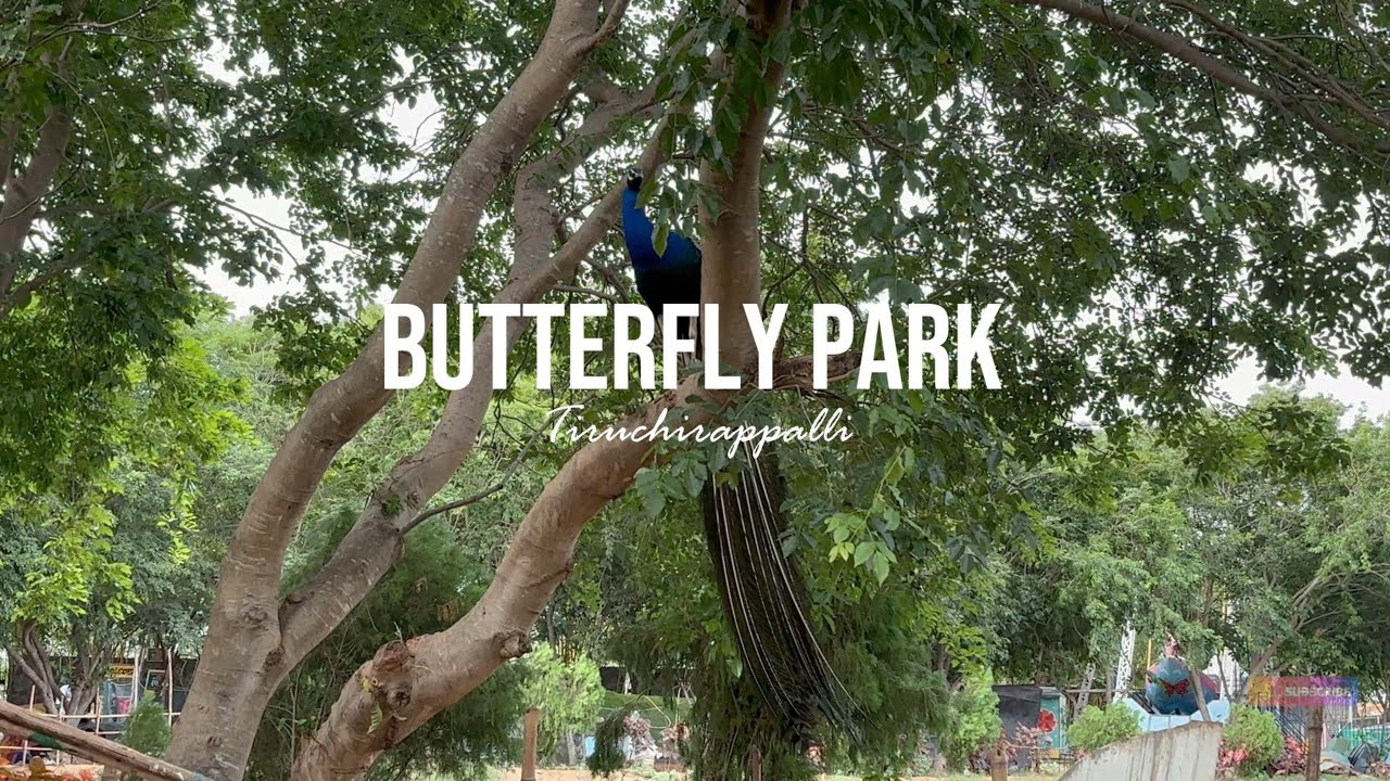 Tropical butterfly conservatory park srirangam | trichy tiruchirappalli