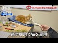 【🚨猫が社会進出】新卒採用で猫を雇用！社長の座を狙っていると野心をあらわに