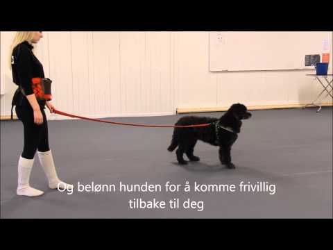 Video: Hvorfor Løfter Små Hunder Bena Høyere For å Tisse?