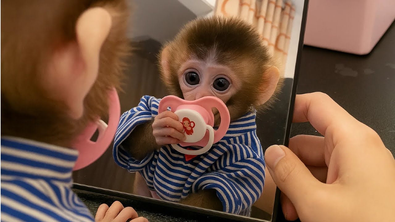 mirror,mirror,who is the most beautiful monkey in the world