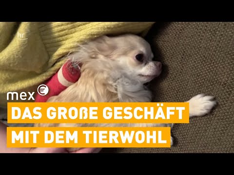 Video: 10 Innovationen Veterinärmedizin leiht sich aus der Humanmedizin