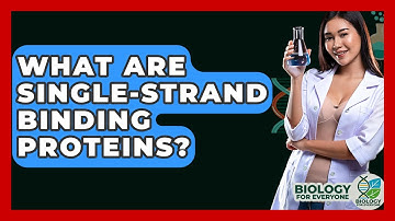 What Are Single-strand Binding Proteins? - Biology For Everyone