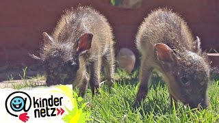 Tierbabys - Warzenschweine und Co. | OLI's Wilde Welt | SWR Kindernetz
