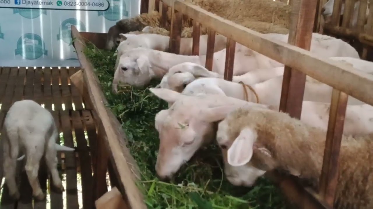 Domba Gemuk, Rezeki Berlimpah: Rahasia Pakan Alami untuk Domba Gemuk dan Sehat