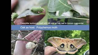 Earth Chapter 1:  Biodiverse backyard and native plants