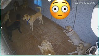Last night dog fights in hostel CCTV se explain it all @dogloverprakash