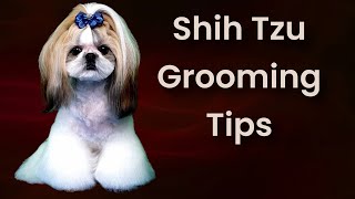 Shih Tzu Fusion Grooming Tips.