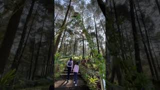 Pine Forest Limpakuwus, Indonesia