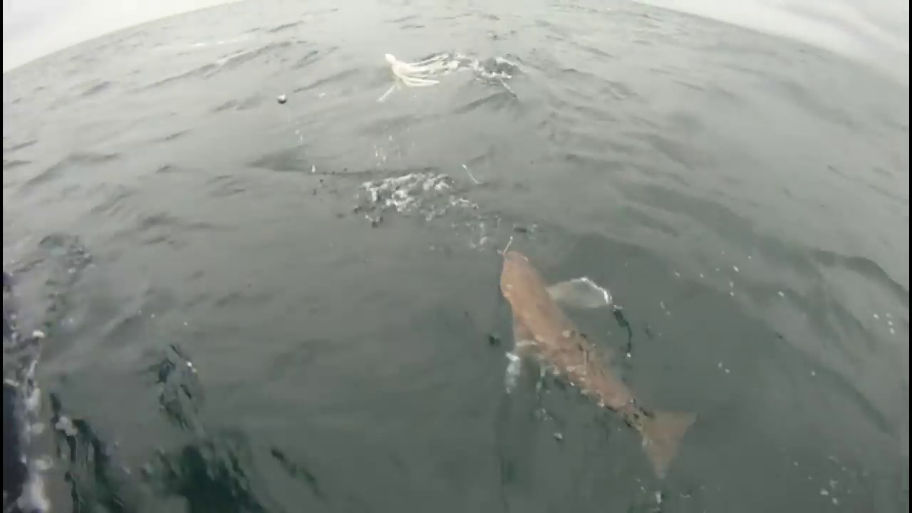 Halibut Fishing Victoria BC YouTube