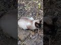 Kitty🐈#lol #viralvideo #funny #cat #shortvideo #trending #amazing #cute #video #animals #trend #love