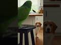 Angry Parrot Chases Dog With a Spoon! 🦜🥄 #FunnyAnimals