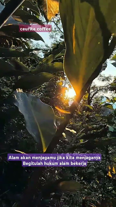 jaga hutan #coffee #kopisehat #umkm #earth #forest #burung #alam #healing