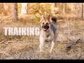 Louna training の動画、YouTube動画。