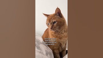 #introvert #funny #cat