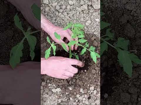 Видео: Улаан лоолийн суулгацыг хэрхэн ургуулах вэ: арга, хөрс бэлтгэх, тариалах хугацаа, арчилгаа